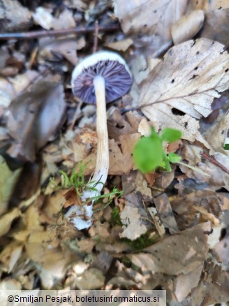 Laccaria amethystina