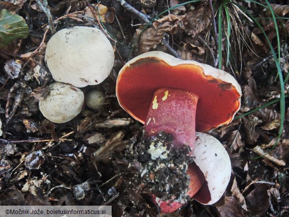 Rubroboletus rhodoxanthus