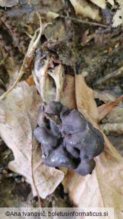 Helvella lacunosa