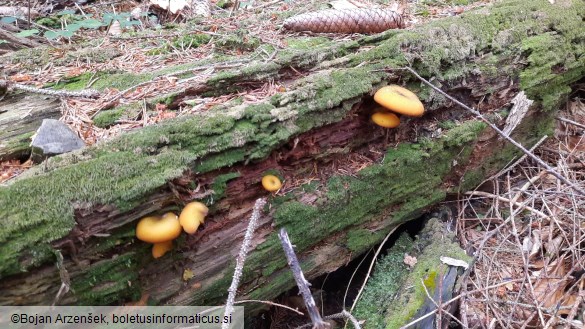 Tricholomopsis decora