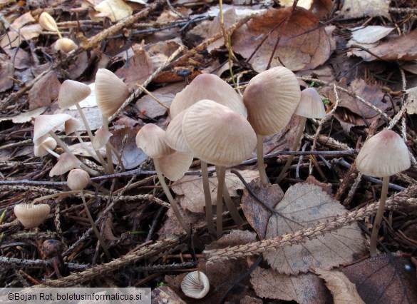 Mycena filopes