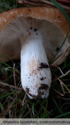 Russula foetens