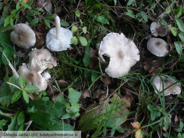 Tricholoma scalpturatum