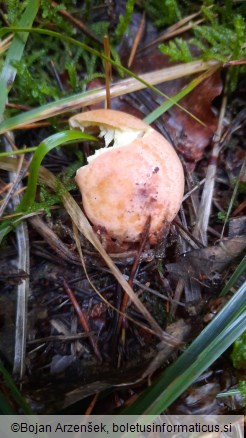 Lactarius chrysorrheus