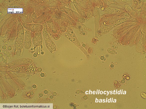 Atheniella flavoalba