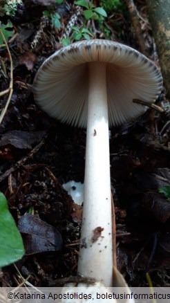 Amanita battarrae