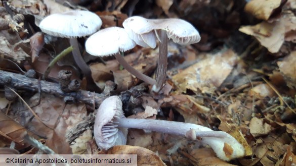 Mycena pura