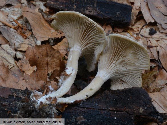 Clitocybe subspadicea