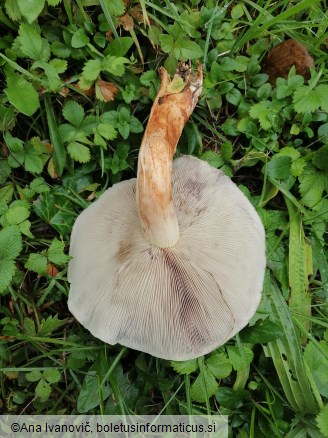 Hypholoma sublateritium