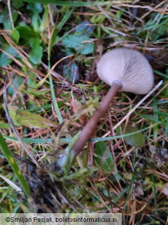 Pseudoclitocybe expallens