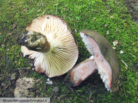 Russula nigricans