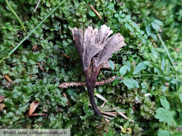 Thelephora caryophyllea