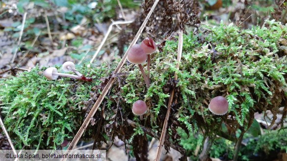 Mycena haematopus