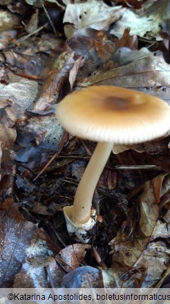 Amanita fulva