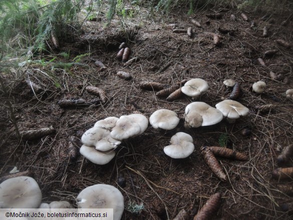 Clitocybe nebularis