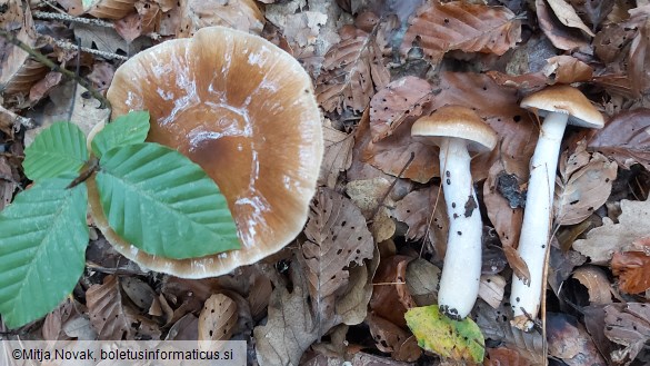 Cortinarius elatior