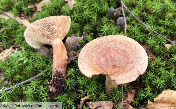 Lactarius quietus