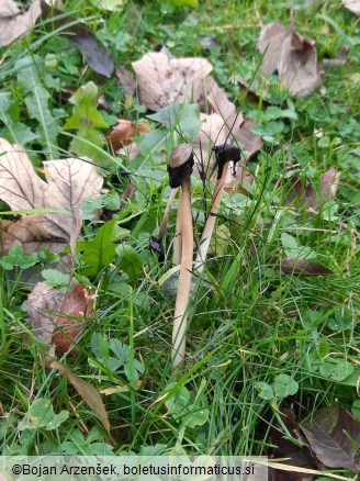 Coprinus comatus