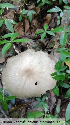 Megacollybia platyphylla