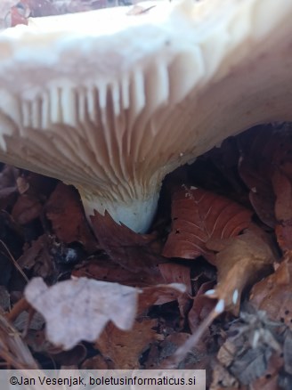 Lactarius bertillonii