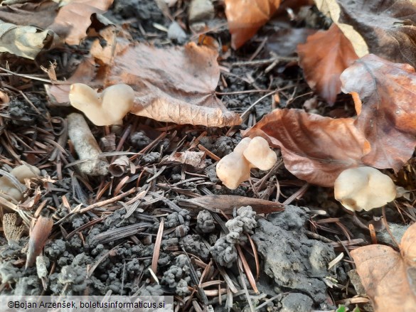 Helvella elastica