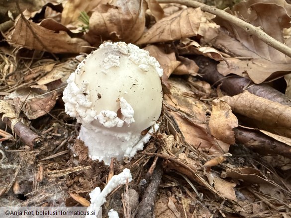 Amanita excelsa
