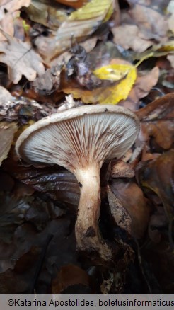 Paxillus involutus