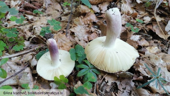 Russula violeipes