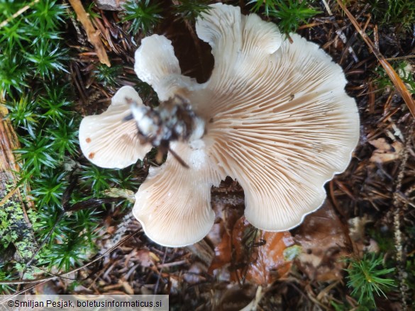 Clitopilus prunulus