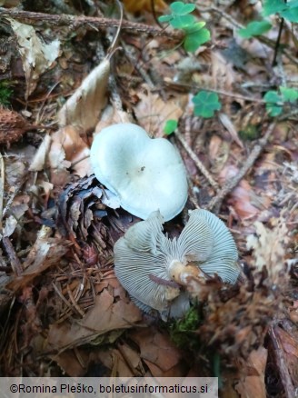 Clitocybe odora