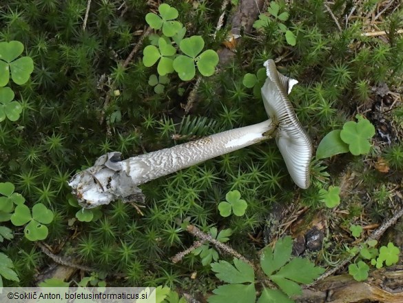 Amanita submembranacea