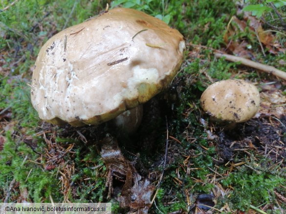 Boletus edulis