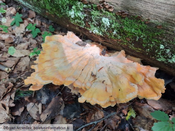 Laetiporus sulphureus