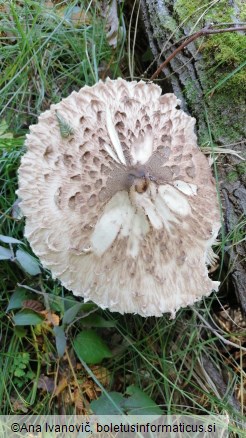 Macrolepiota procera