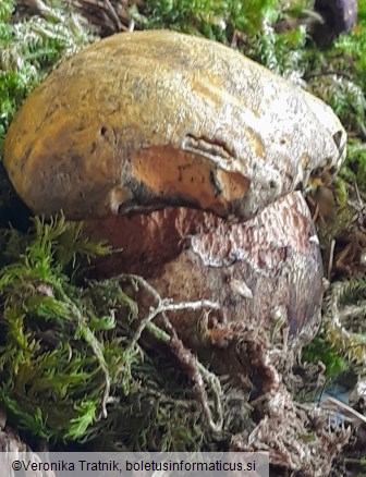 Boletus luridiformis var. junquilleus