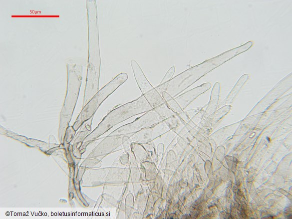 Lepiota griseovirens
