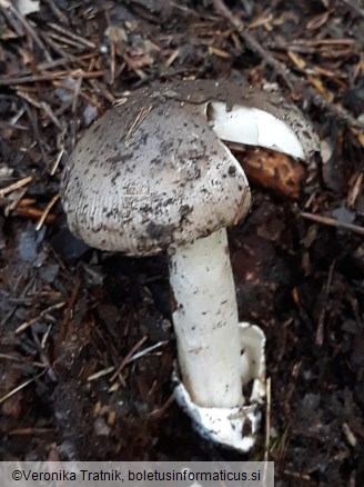 Amanita vaginata