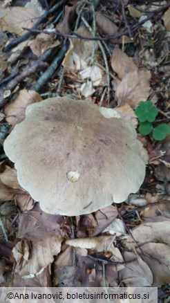 Boletus calopus