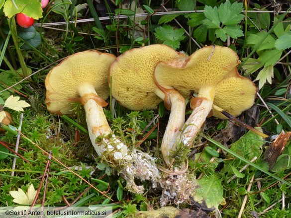 Suillus flavidus