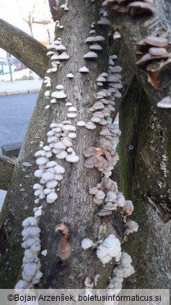 Schizophyllum commune