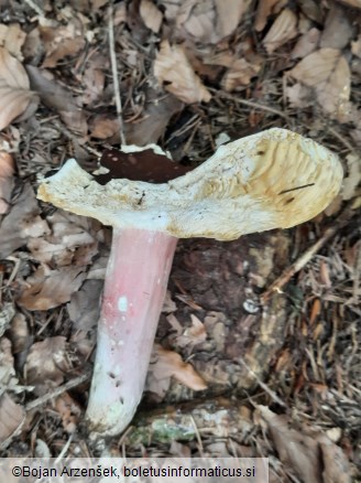 Russula olivacea