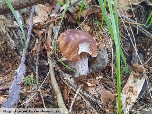 Boletus edulis