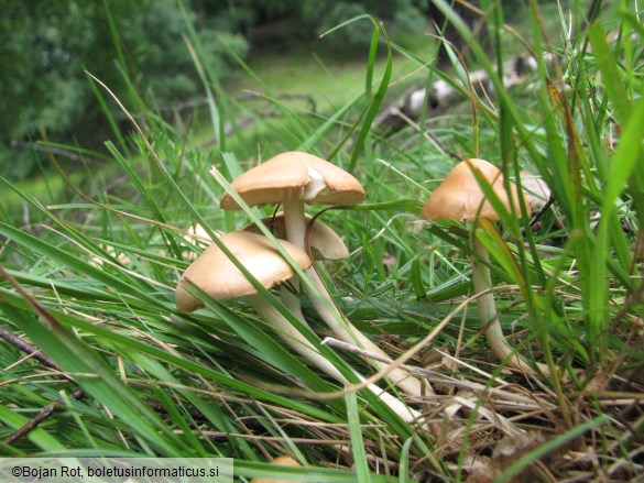 Marasmius oreades