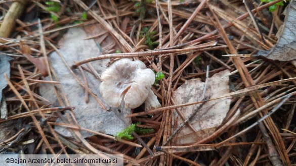 Rhizocybe pruinosa