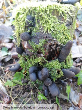 Xylaria polymorpha