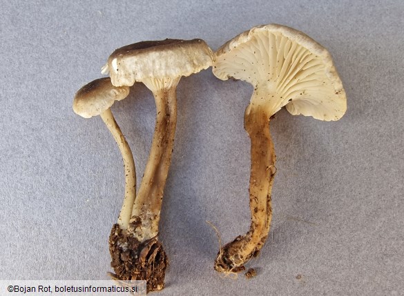 Infundibulicybe trulliformis