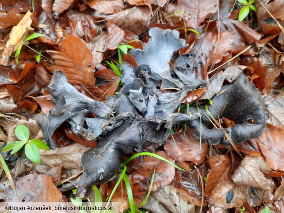 Craterellus cornucopioides