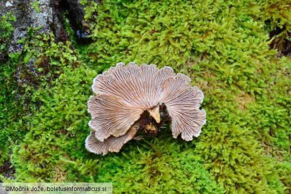 Schizophyllum commune