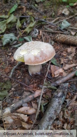 Boletus reticulatus