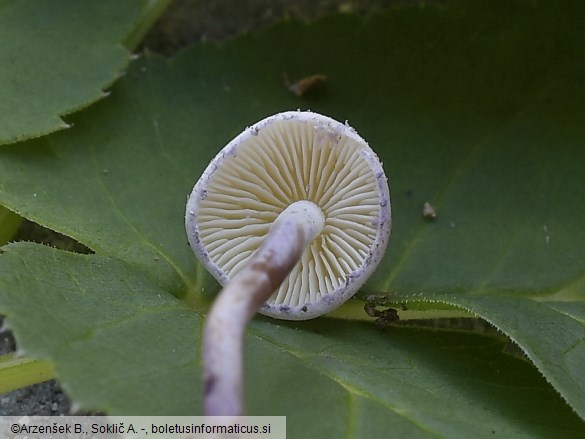 Cystolepiota bucknallii